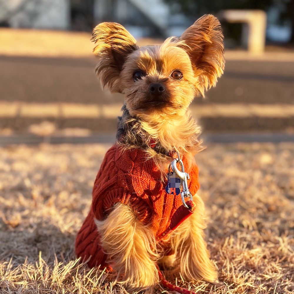 卒業犬あんなちゃんの近況☆